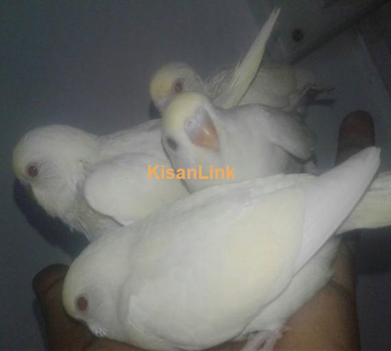 Parrot For Sale
