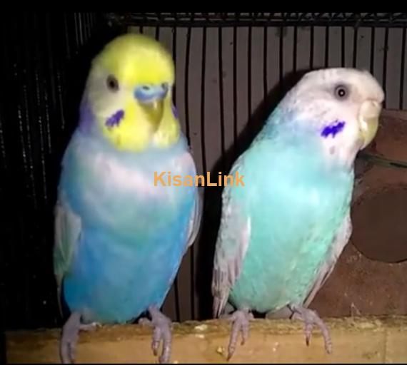 Parrot For Sale