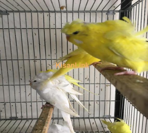 Parrot For Sale