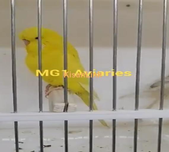 Parrot For Sale