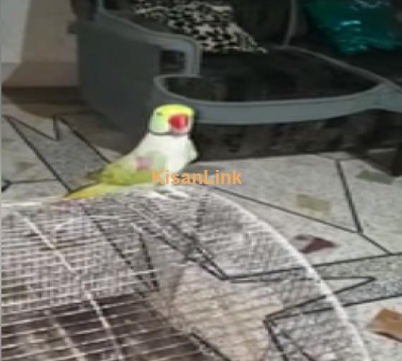 Parrot For Sale