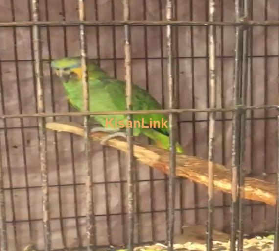 Parrot For Sale