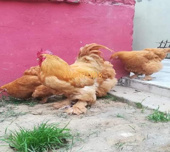 Hens For Sale