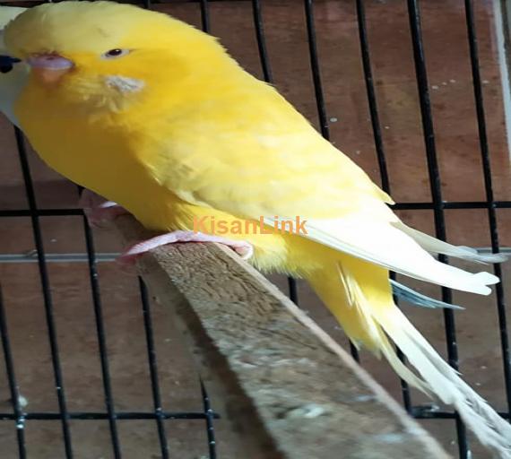 Parrot For Sale