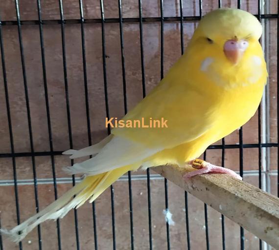 Parrot For Sale