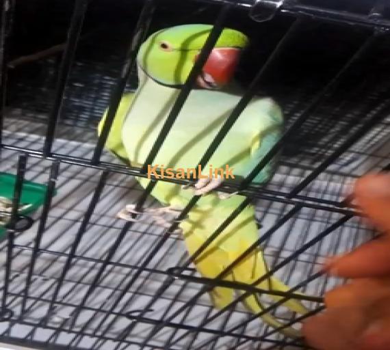 Parrot For Sale