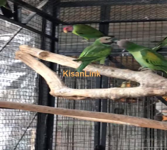 Parrot For Sale