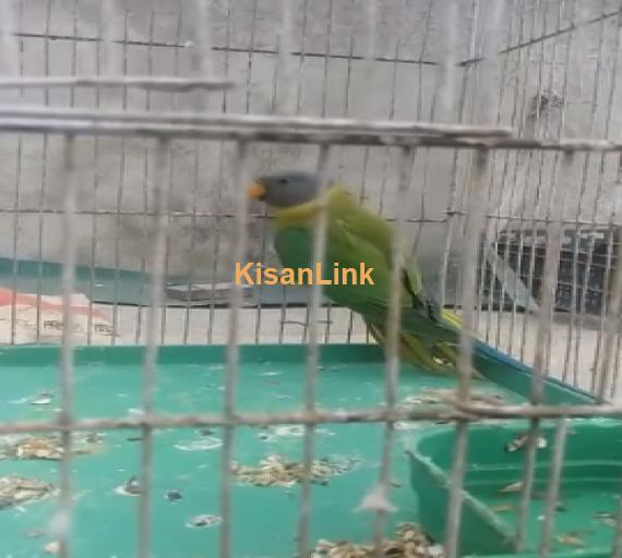 Parrot For Sale