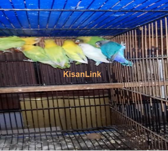 Parrot For Sale