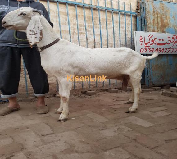 Cow For Sale