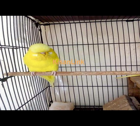 Parrot For Sale