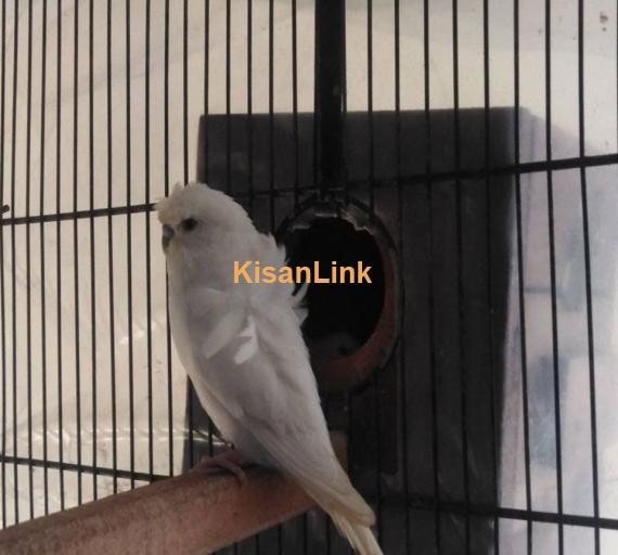 Parrot For Sale