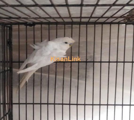 Parrot For Sale