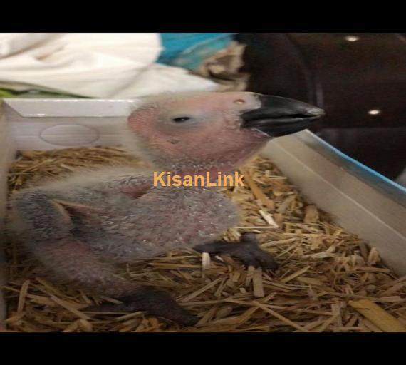 Parrot For Sale