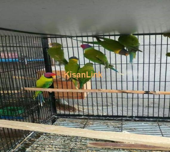 Parrot For Sale