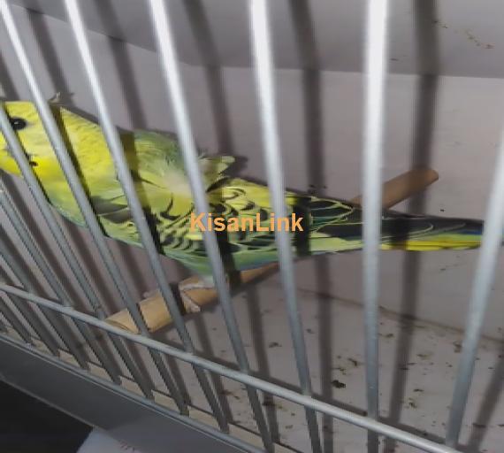 Parrot For Sale