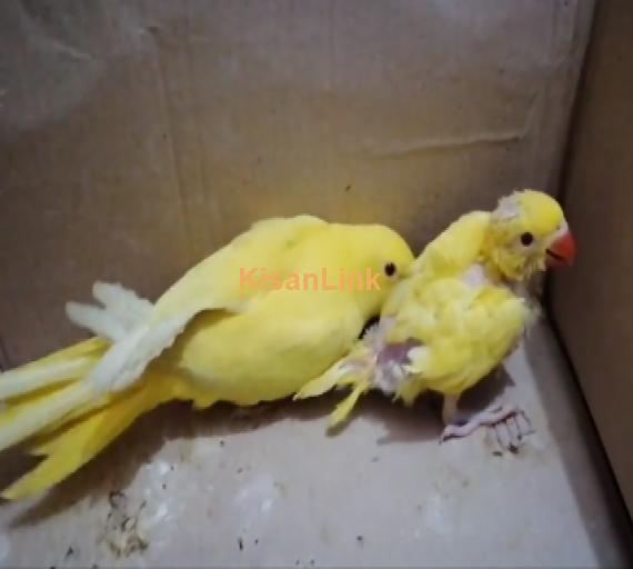 Parrot For Sale