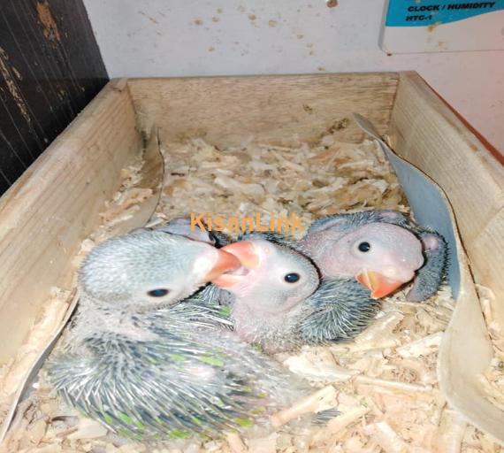 Parrot For Sale