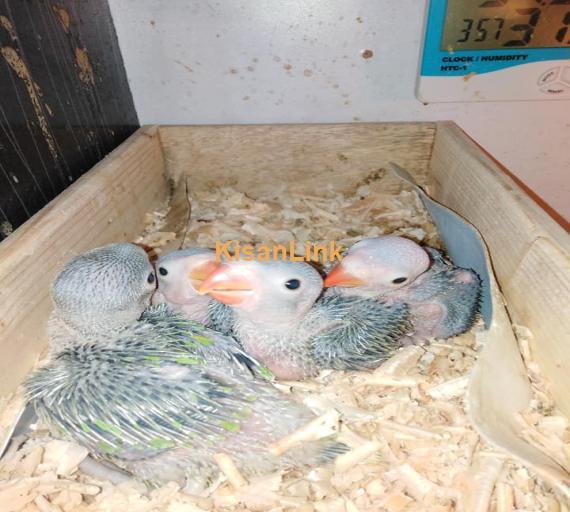 Parrot For Sale