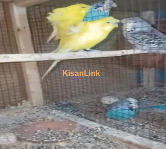 Parrot For Sale