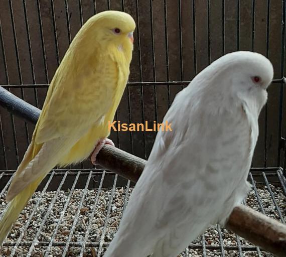 Parrot For Sale