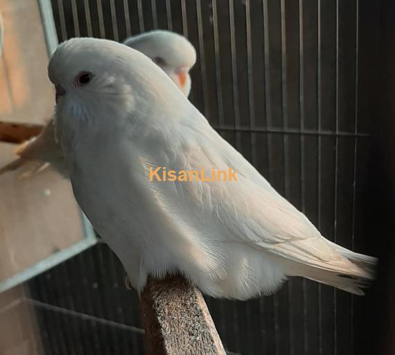 Parrot For Sale
