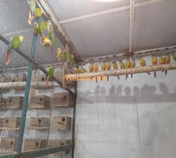 Parrot For Sale