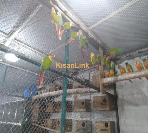 Parrot For Sale
