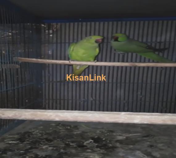 Parrot For Sale