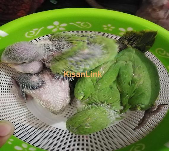 Parrot For Sale