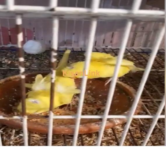 Parrot For Sale