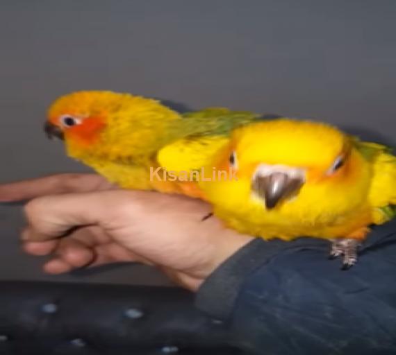 Parrot For Sale