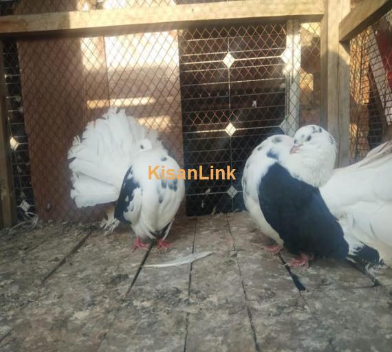 Pigeon Pair For Sale