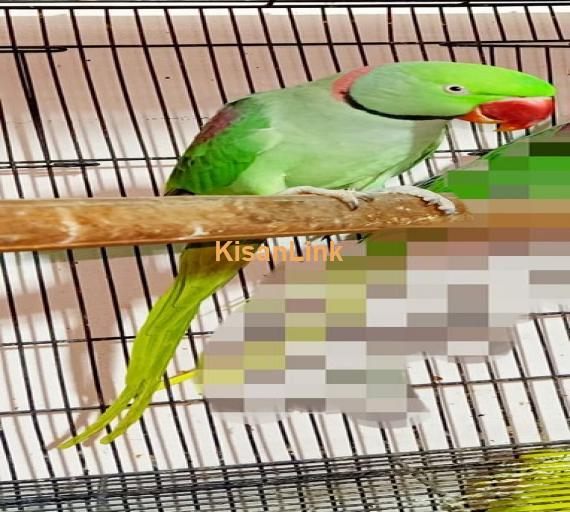 Parrot For Sale