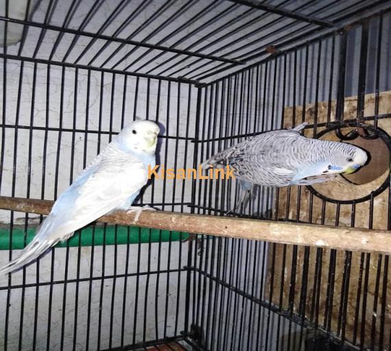 Parrot For Sale