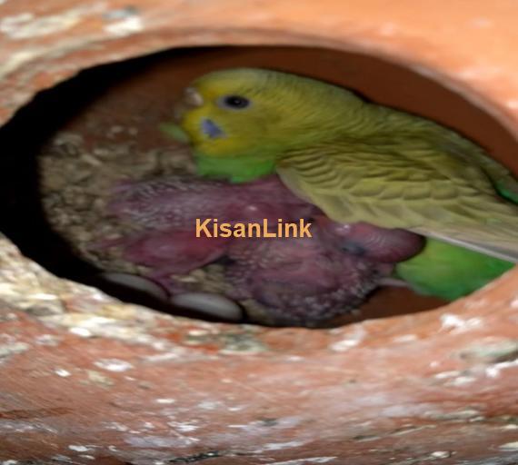 Parrot For Sale
