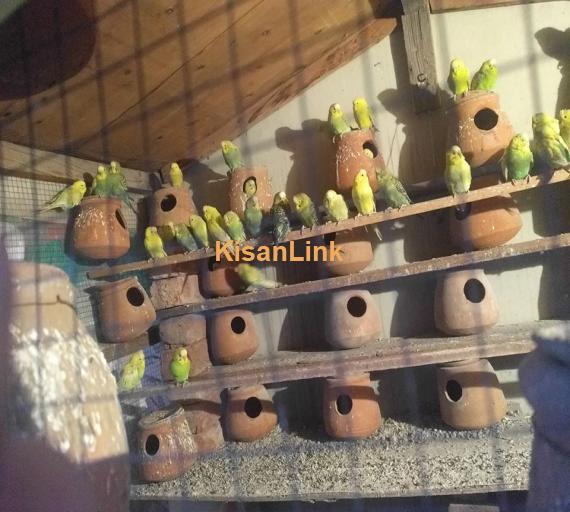 Parrot For Sale