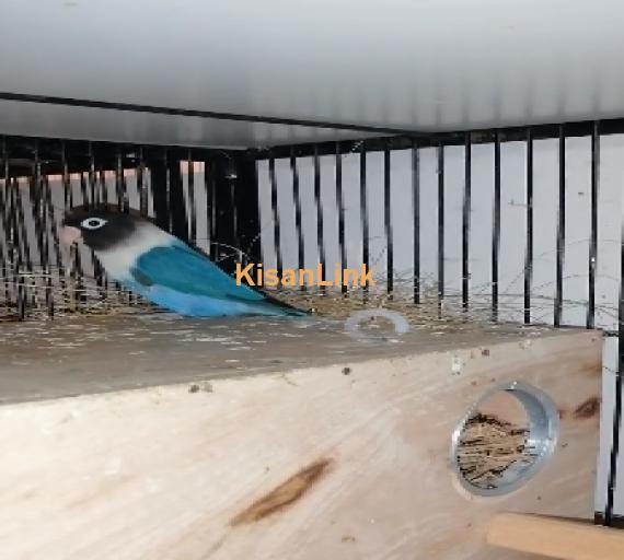 Parrot For Sale