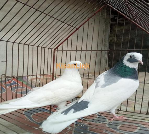 Pigeon Pair For Sale
