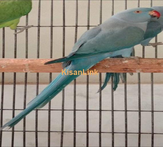 Parrot For Sale