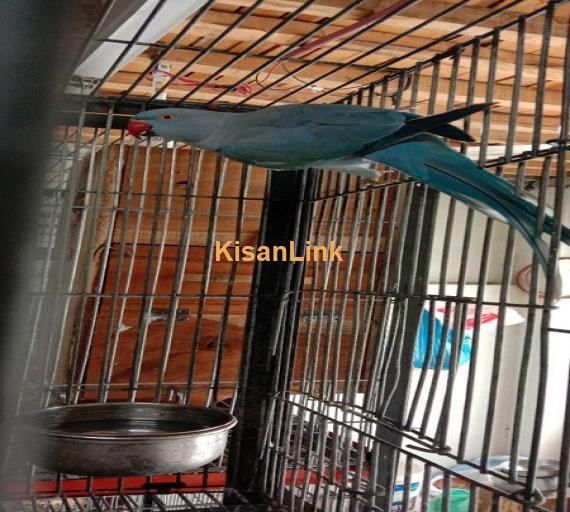 Parrot For Sale