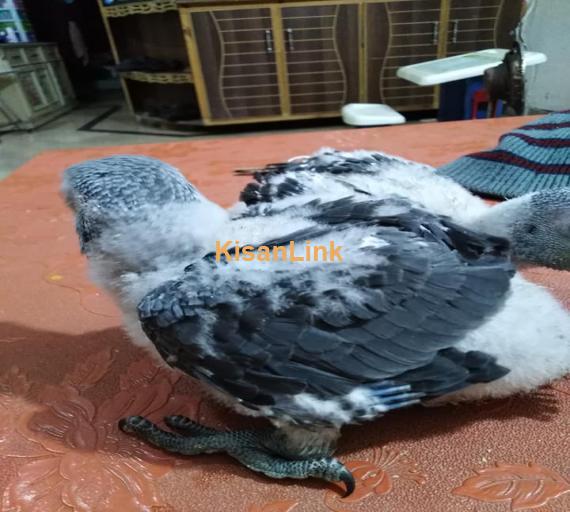 Parrot For Sale