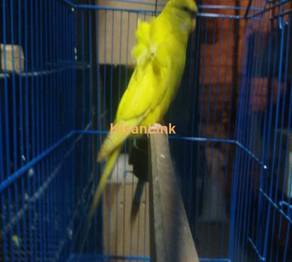 Parrot For Sale