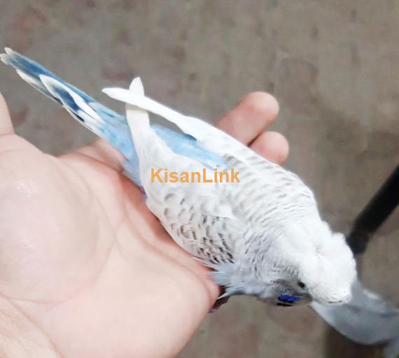 Parrot For Sale
