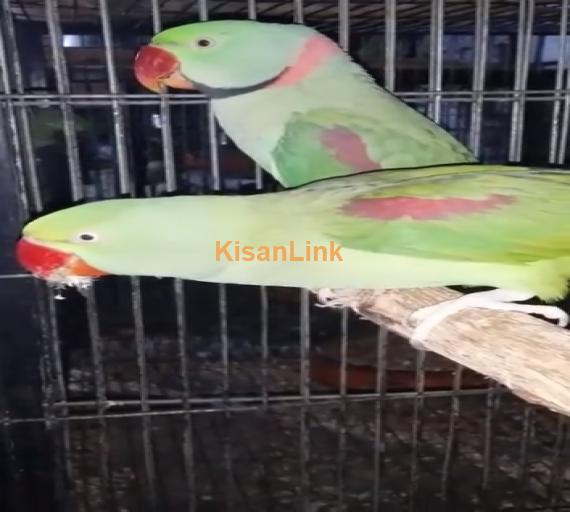 Parrot For Sale