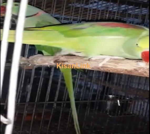Parrot For Sale