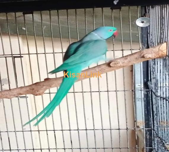 Parrot For Sale