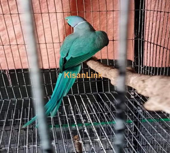 Parrot For Sale