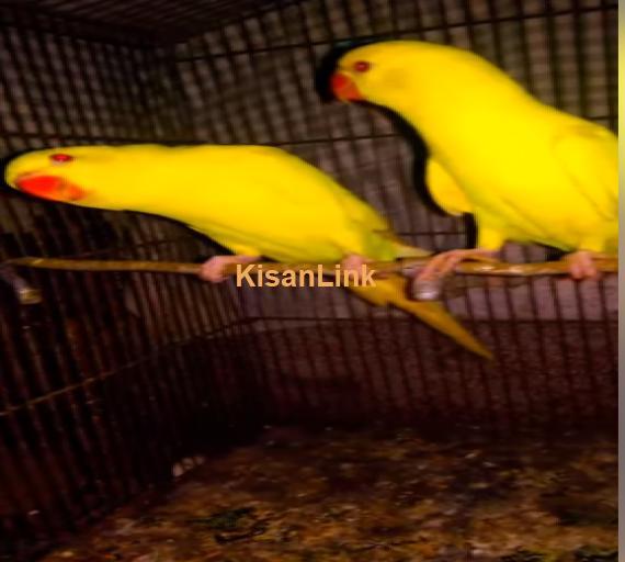 Parrot For Sale