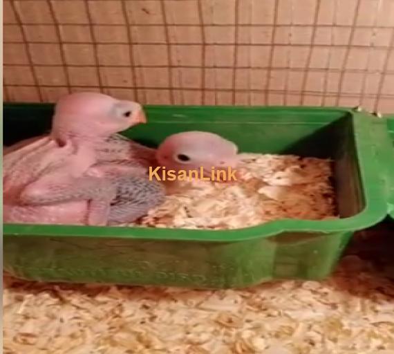 Parrot For Sale